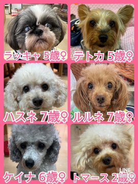 🐾今日の里親様募集中ワンコ🐶メンバーです🐾2023,6,27【保護犬カフェ天神橋店】